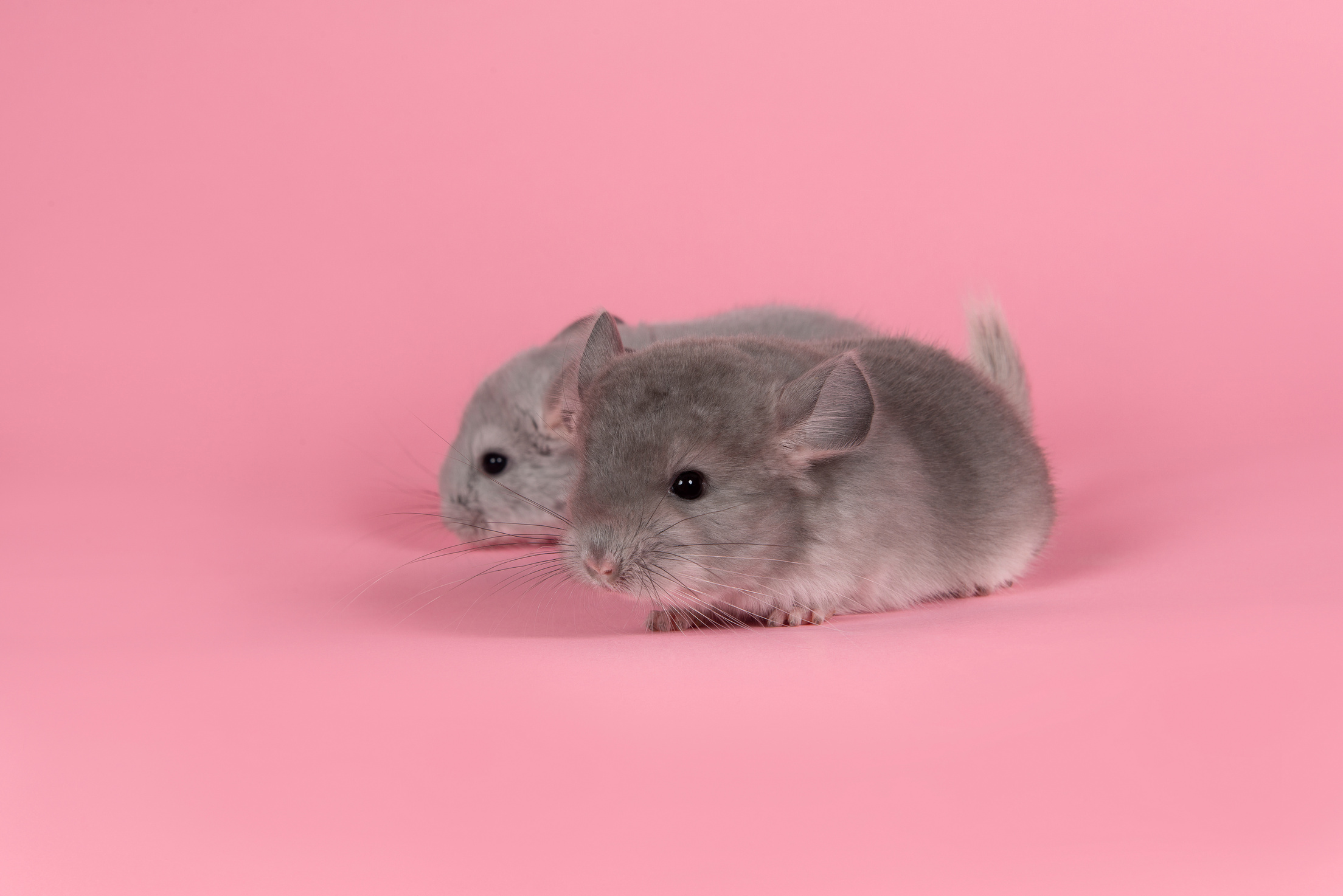 Two Gray Baby Chinchillas on Pink Background